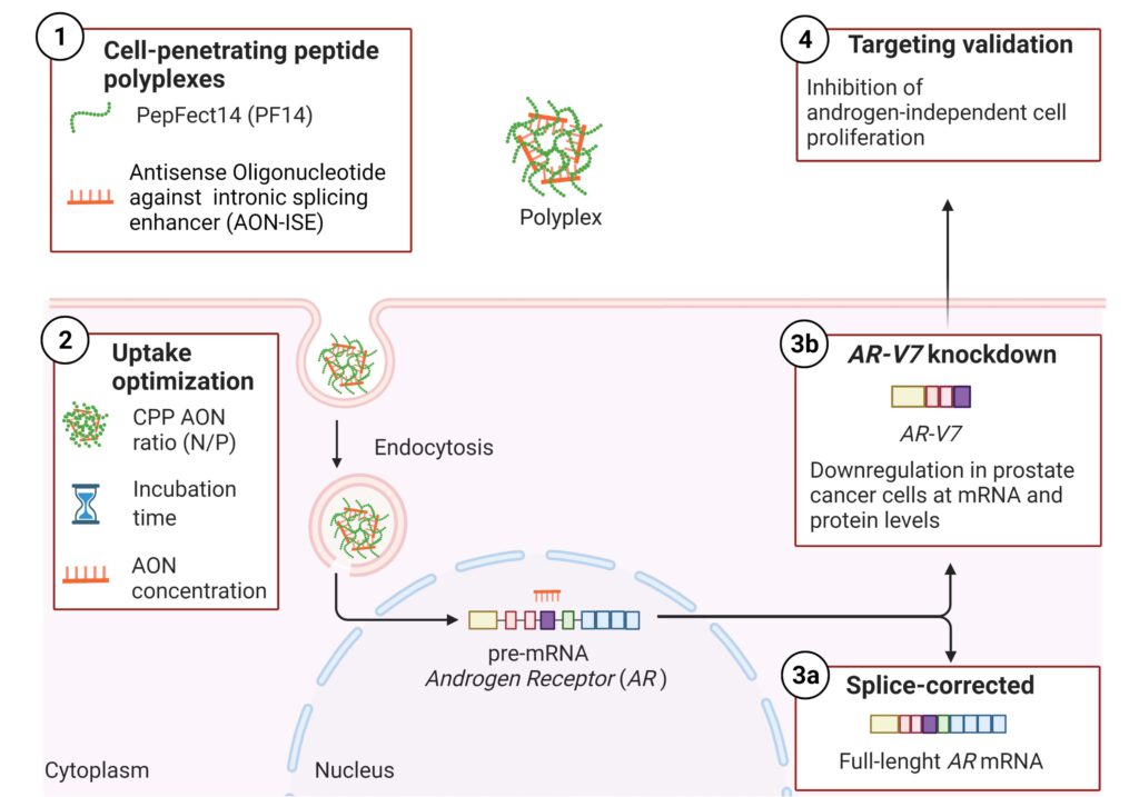 Delivery of antisense oligonucleotides for splice-correction of androgen receptor pre-mRNA in castration-resistant prostate cancer models using cell-penetrating peptides by Maria V. Luna Velez, Omar Paulino da Silva Filho, Gerald W. Verhaegh, Onno van Hooij, Najoua El Boujnouni, Roland Brock, Jack A. Schalken