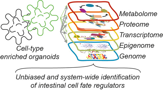 Integrative multi-omics analysis of intestinal organoid differentiation by Rik G.H. Lindeboom, Lisa van Voorthuijsen, Koen C. Oost, Maria J. Rodríguez-Colman, Maria V. Luna-Velez, Cristina Furlan, Floriane Baraille, Pascal W.T.C. Jansen, Agnès Ribeiro, Boudewijn M.T. Burgering, Hugo J. Snippert, Michiel Vermeulen